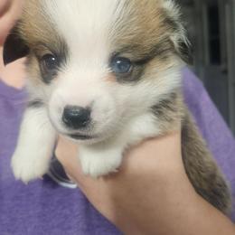 Black Thumb's Wild Card - Sable male Pembroke Welsh Corgi puppy in Easley, South Carolina from Rachael Singletary