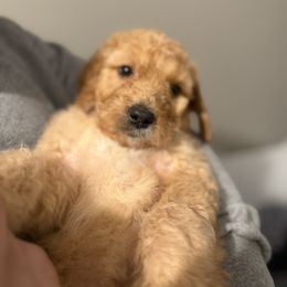 Winnie - Apricot female Goldendoodle puppy in Richlands, North Carolina from Poodlesndoodles