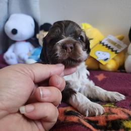 AKC Charlie Brown ( Sable Roan ) - Brown roan male Cocker Spaniel puppy in New Market, Tennessee from Down in the Holler