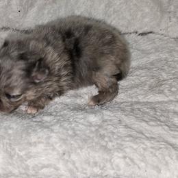 Chris - Blue merle male Pomeranian puppy in Angleton, Texas from Pomeranian Palace, LLC
