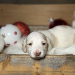 Betty- ee cream piebald - Cream female Dachshund puppy in Muldrow, Oklahoma from Sassy Sausage Dogs