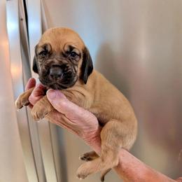 Girl 4 - Red female Bloodhound puppy in Paoli, Indiana from Houndsarunning Bloodhounds