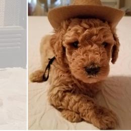 Bernedoodle, Goldendoodle, and Poodle Puppies from Wagging Tailz