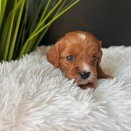 Ruby - Brown female Cavapoo puppy in Gap, Pennsylvania from Coles Cavapoo’s