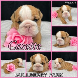 Bulldog Puppies from Bullberry Farm
