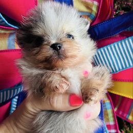 Zaxby - Blue merle male Pomeranian puppy in Fayetteville, North Carolina from Tar-heel Poms