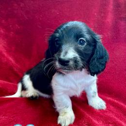 Eros - Piebald male Dachshund puppy in Huntington, Arkansas from Rockstar.Weiners