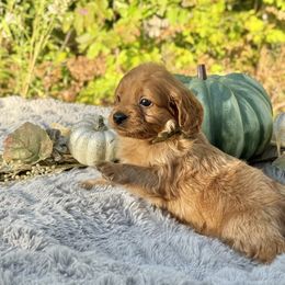 Charlie (Off Green Bow) OFA - Apricot male Cavapoo puppy in Falmouth, Michigan from Dyer Lake Newfoundland’s