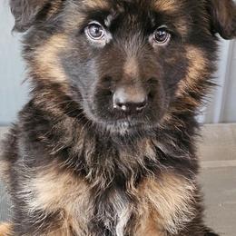 Mr Blue - Black and red male German Shepherd puppy in Newaygo, Michigan from Sterley Shepherds