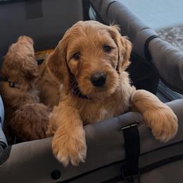 Goldendoodle Puppies from Good As Gold Doodles