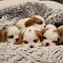 Cavalier King Charles Spaniel Puppies from Country View Cavaliers