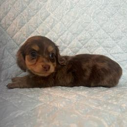Dapple - Chocolate and cream male Dachshund puppy in Galax, Virginia from Dells  Dachshund’s