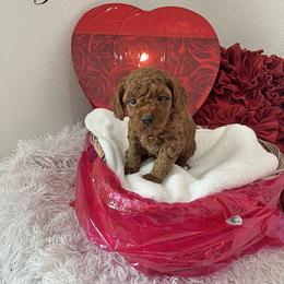 Girl 2 - female Poodle puppy in Prairie Grove, Arkansas from Loves Toy Poodles