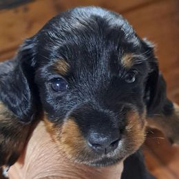 Pink - Black and tan female Dachshund puppy in Franklin, Georgia from Lakeside Kennels of Franklin
