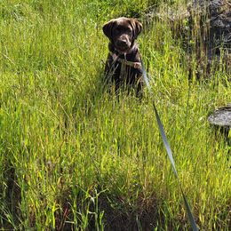 Labrador Retriever Puppies from Rick's Retrievers