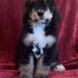 Bernedoodle Puppies from High Peaks Bernedoodles
