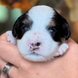 Minnie - Tri-color female Cavapoo puppy in Yuciapa, California from AlltheDoodlez_