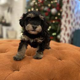 Havanese and Havapoo Puppies from Ladypawspuppies