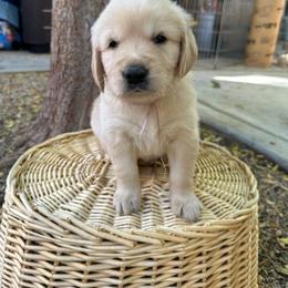 Golden Retriever Puppies from Wishaw Whisky Golden Retrievers
