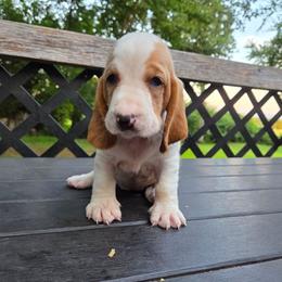 Zillow - Red and white female Basset Hound puppy in Denison, Texas from Emma Lou's Baby Bassets