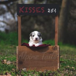 Border Collie and Siberian Husky Puppies from Alpine Tails
