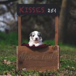 Border Collie and Siberian Husky Puppies from Alpine Tails