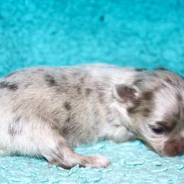 Girl 1 - Merle female Chihuahua puppy in Madill, Oklahoma from Tiddlewink Chi's