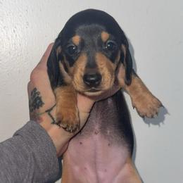 Josie - Black and cream female Dachshund puppy in Madison, Wisconsin from SK Miniature   Dachshunds