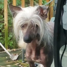 Carley - Chinese Crested