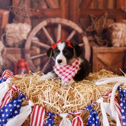 Pembroke Welsh Corgi Puppies from Big Sky Corgis