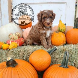 Caramel Brulee - Red male Bernedoodle puppy in Graham, Texas from 2 Rose Ranch Doodles
