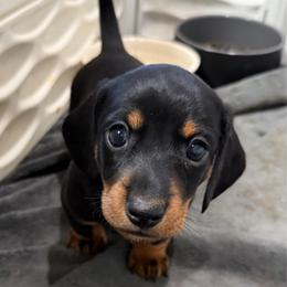 Bud - Black and tan male Dachshund puppy in Shawnee, Oklahoma from Magic Eagle Miniature Dachshunds