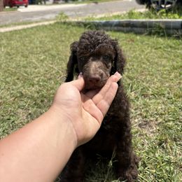 Snickers- Red - Phantom male Poodle puppy in Copperas Cove, Texas from Poodles of Valor