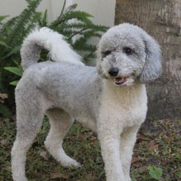 Dilly - Australian Labradoodle