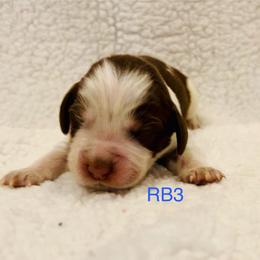 RB3 - Tri-Roan male English Springer Spaniel puppy in Britton, South Dakota from K&S Canines