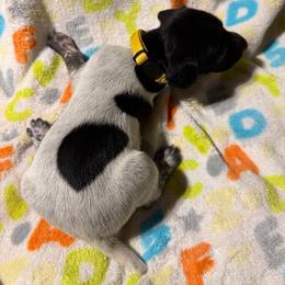 Yellow - Black roan female German Shorthaired Pointer puppy in Jackson, Georgia from Rosengrace Gsps (formerly Tiner GSP’s)