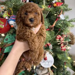 Purple - Red  female Goldendoodle puppy in Katy, Texas from Sweet T Doodles