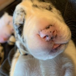 Great Dane Puppies from Cook’s Gentle Giants