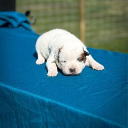 Black collar - Red speckled male Australian Cattle Dog puppy in Spokane, Washington from 4D Cattle Dogs