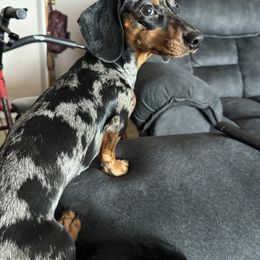 Reba - Dachshund