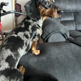 Reba - Dachshund