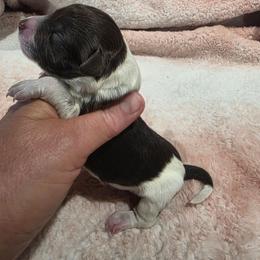 Girl 3 - Brown and white female Portuguese Water Dog puppy in Indianola, Utah from Mlee puppies