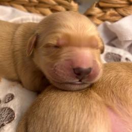 Green - Golden male Golden Retriever puppy in Bonanza, Oregon from Gold 'N Dust Ranch