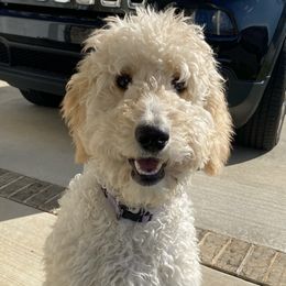 Dolly - Goldendoodle