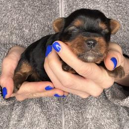 Teddy - Black and tan male Yorkshire Terrier puppy in West Fargo, North Dakota from A Yorkie Tale