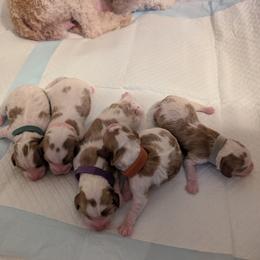 Cavapoo puppies from Crystal Coast Cavapoodles