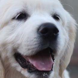 Golden Retrievers from East Bay Golden Retrievers