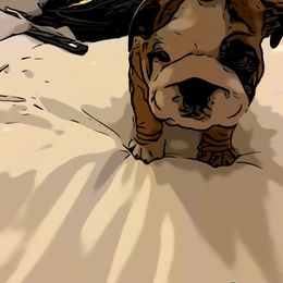 Aussiedoodle Puppies from Hearth&Hound Doodles