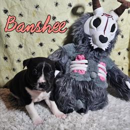 Banshee - Black and white female Rat Terrier puppy in Lynn, Alabama from Cryptic Rat Terriers