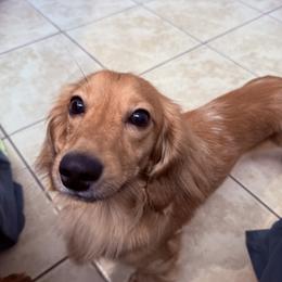Buddy - Dachshund